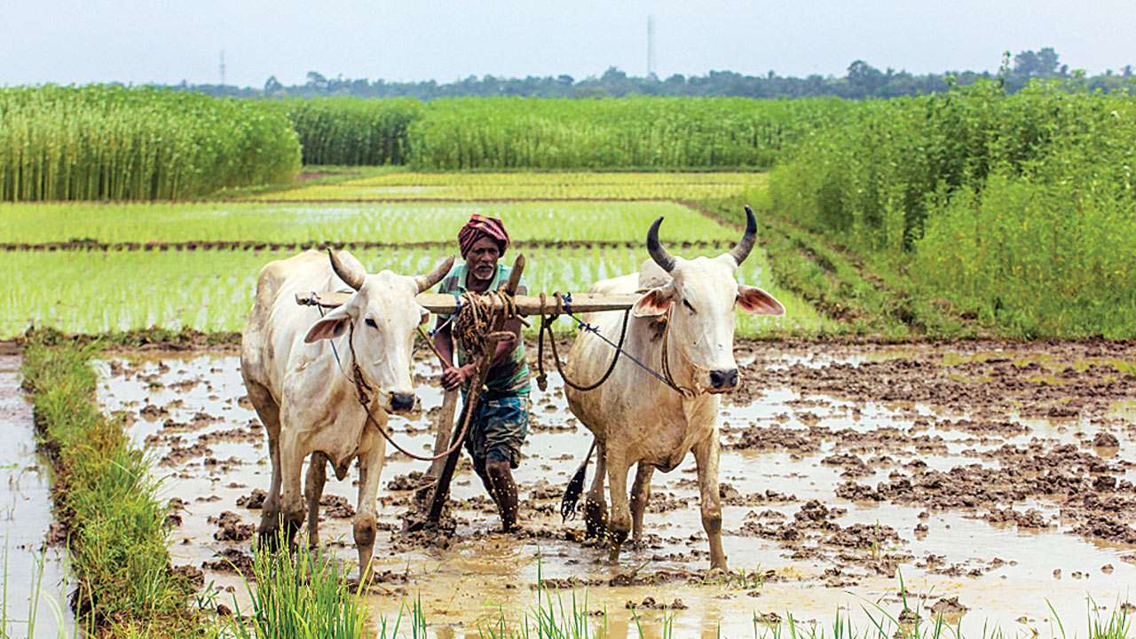 Maharashtra: Cabinet Approves Irrigation Plan For Rain-reliant Areas