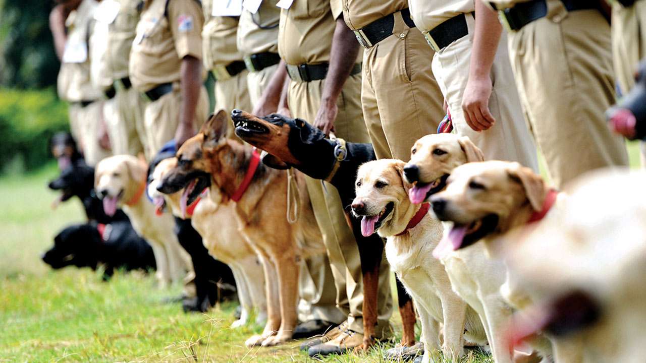 Madhya Pradesh transfers police dogs at CM Kamal Nath's residence