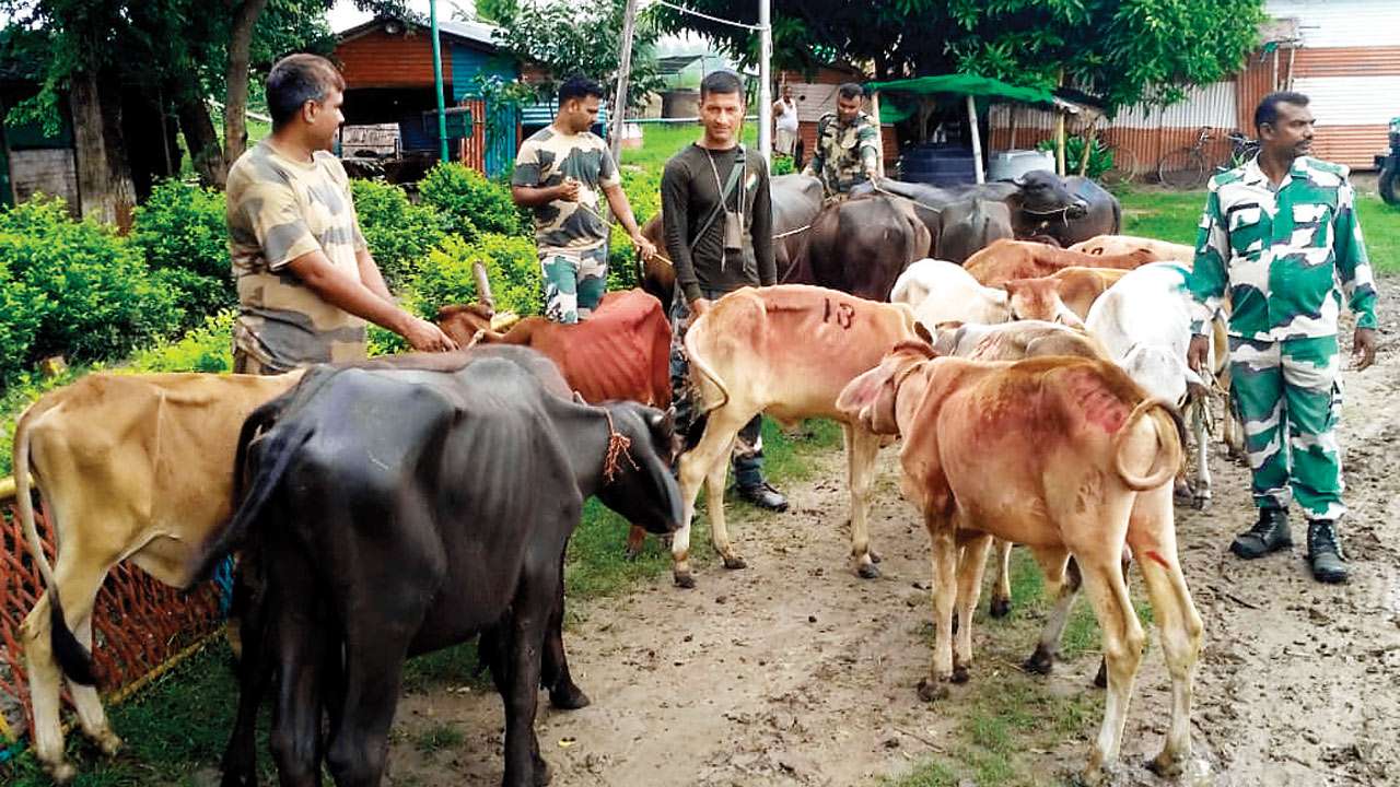 border-security-force-foils-cattle-smuggling-bid-at-indo-bangla-border