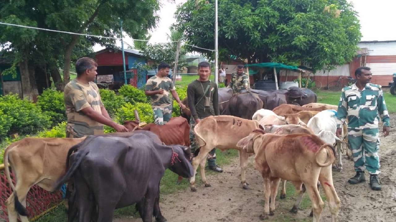 bsf-foils-cattle-smuggling-bid-at-indo-bangla-border