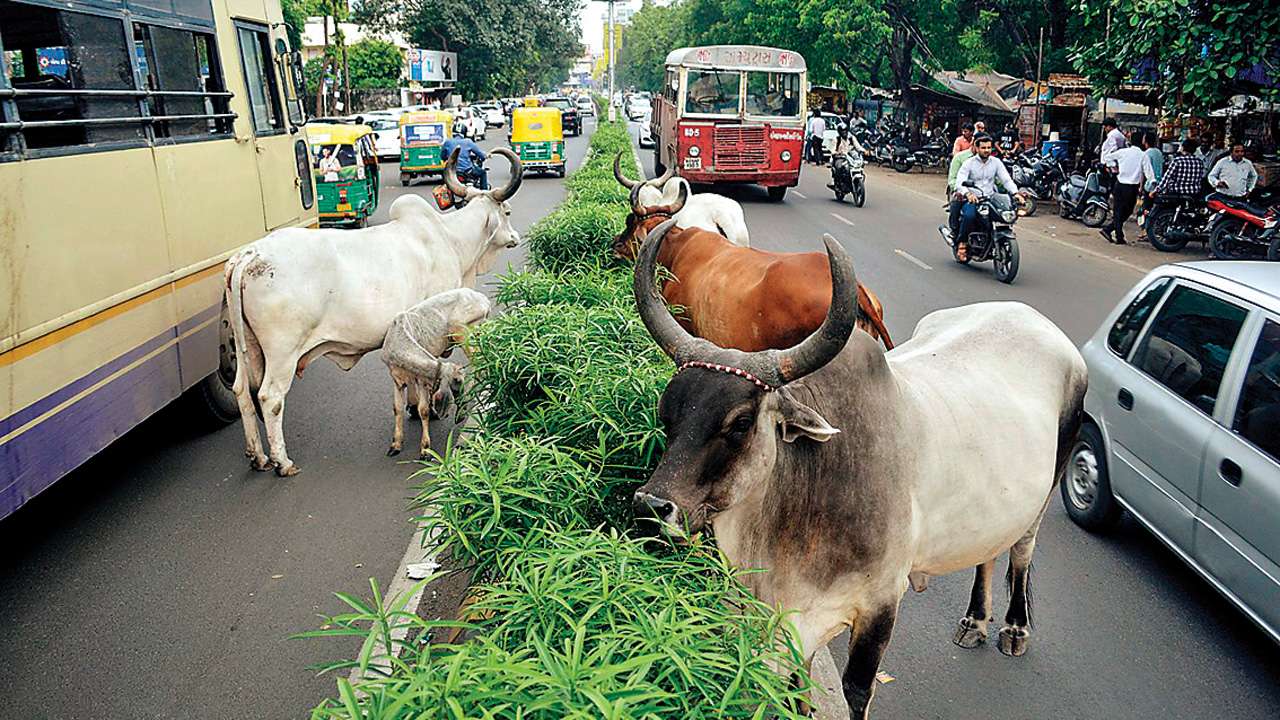 Cattle