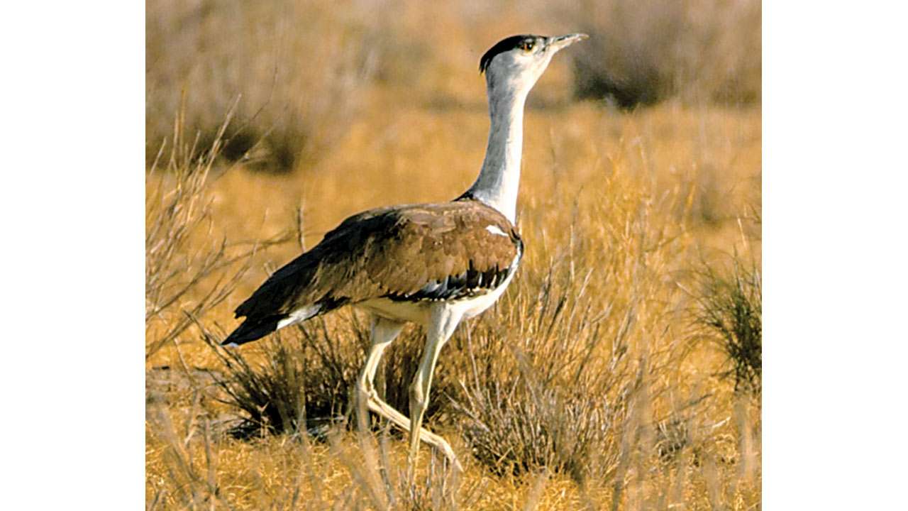 Supreme Court Moves Swiftly To Protect The Great Indian Bustard