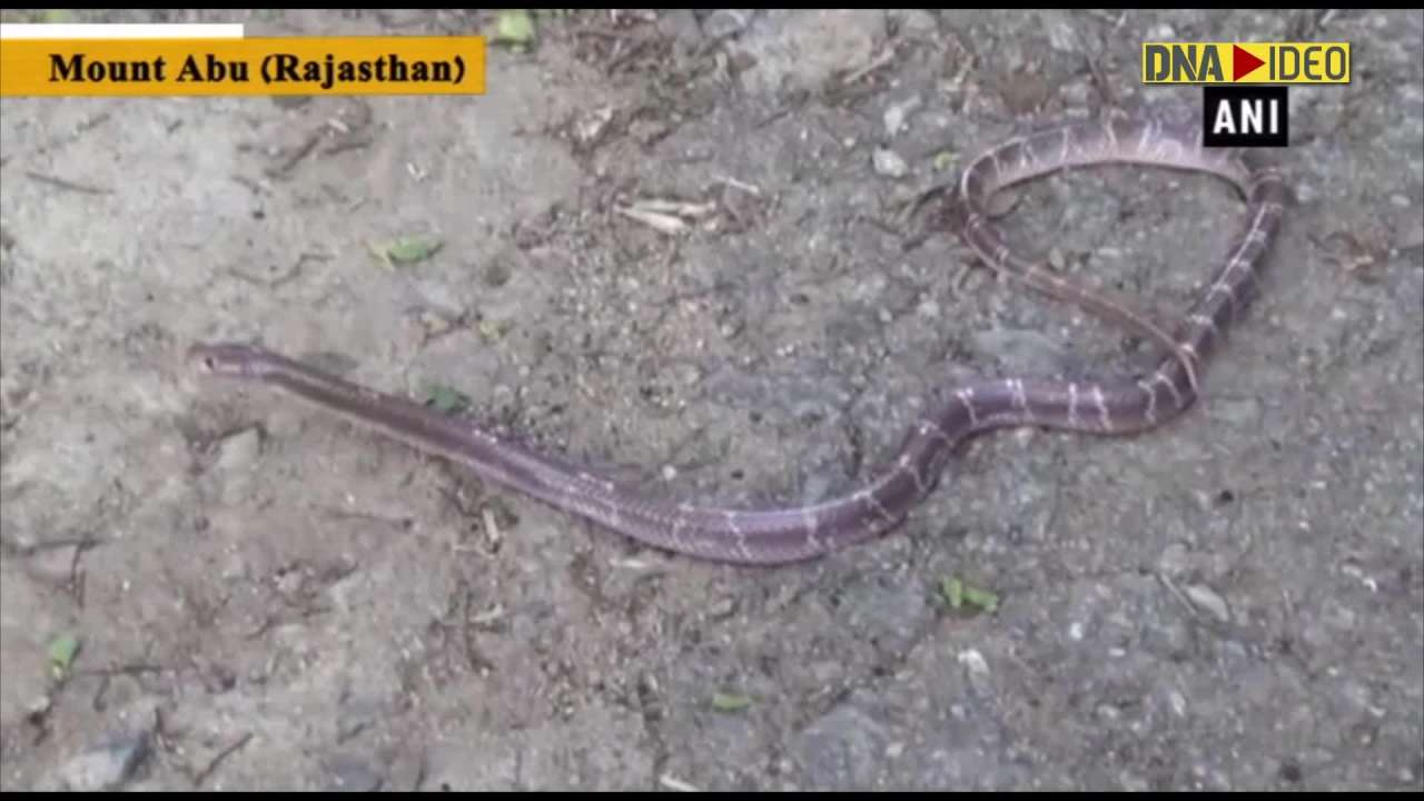 Snake catchers rescue common krait snake in Rajasthan’s Mount Abu