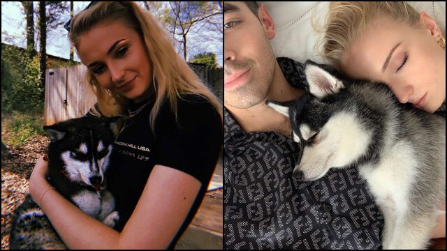 Joe Jonas, Sophie Turner Adopt Husky Named Waldo: Pics