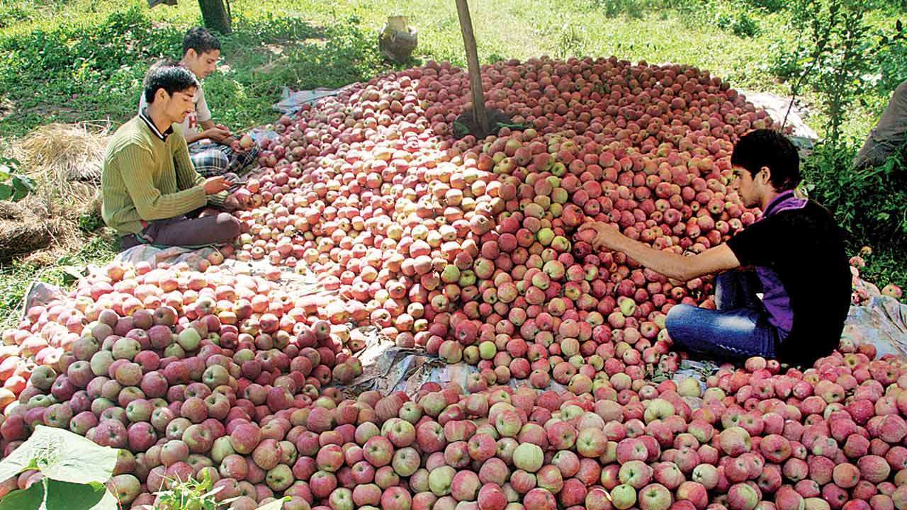 Apple Farmers In Himachal Pradesh Rejoice As Demand Soars