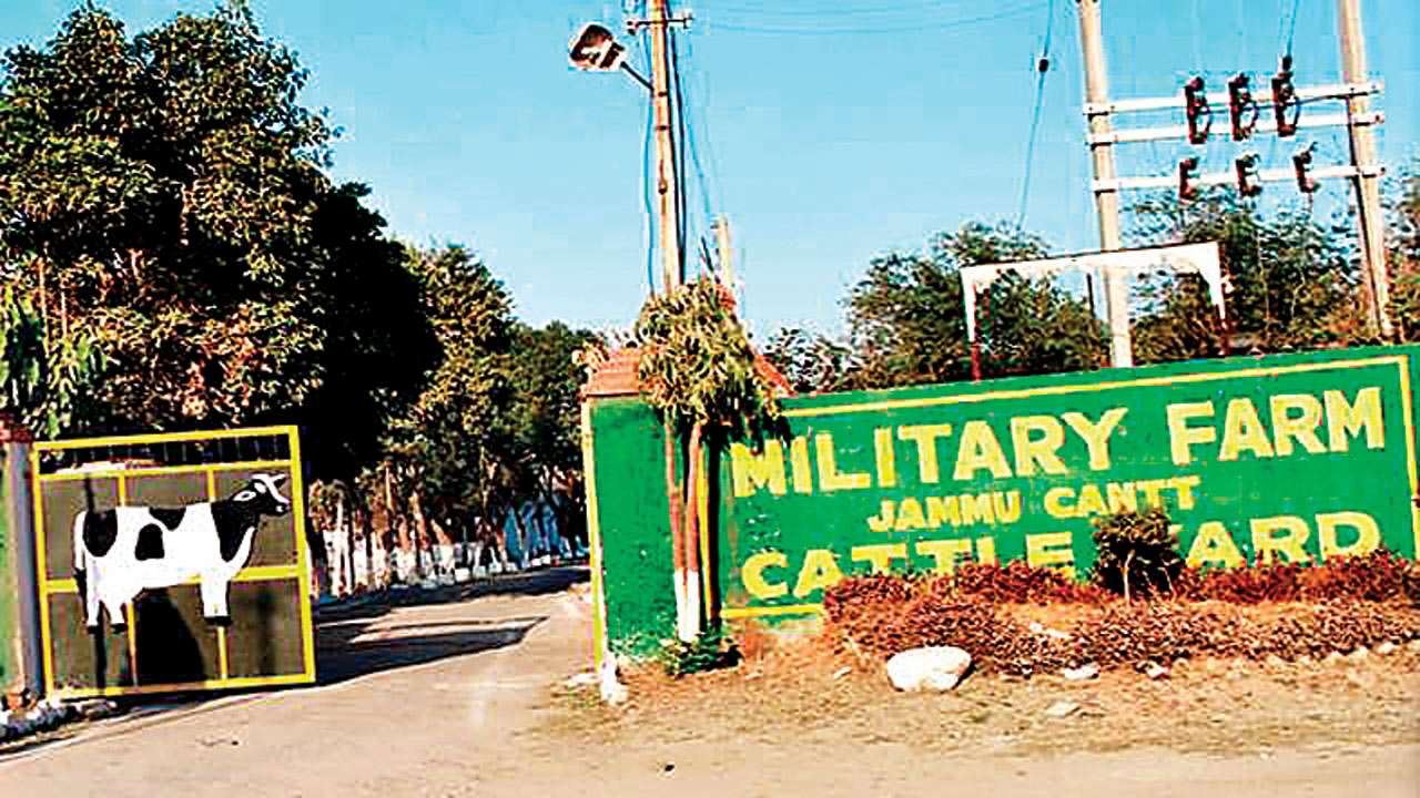 No Takers For Military Farm Cows Indian Army Spends Rs 280 Cr On Upkeep