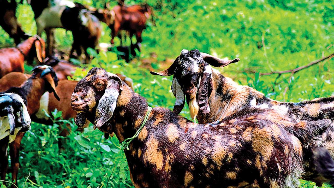 Goats