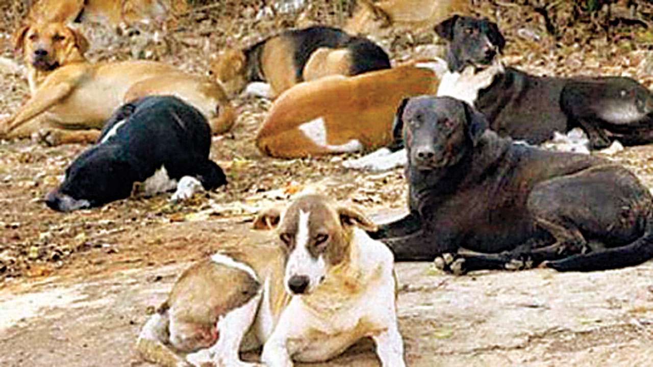 stray dogs