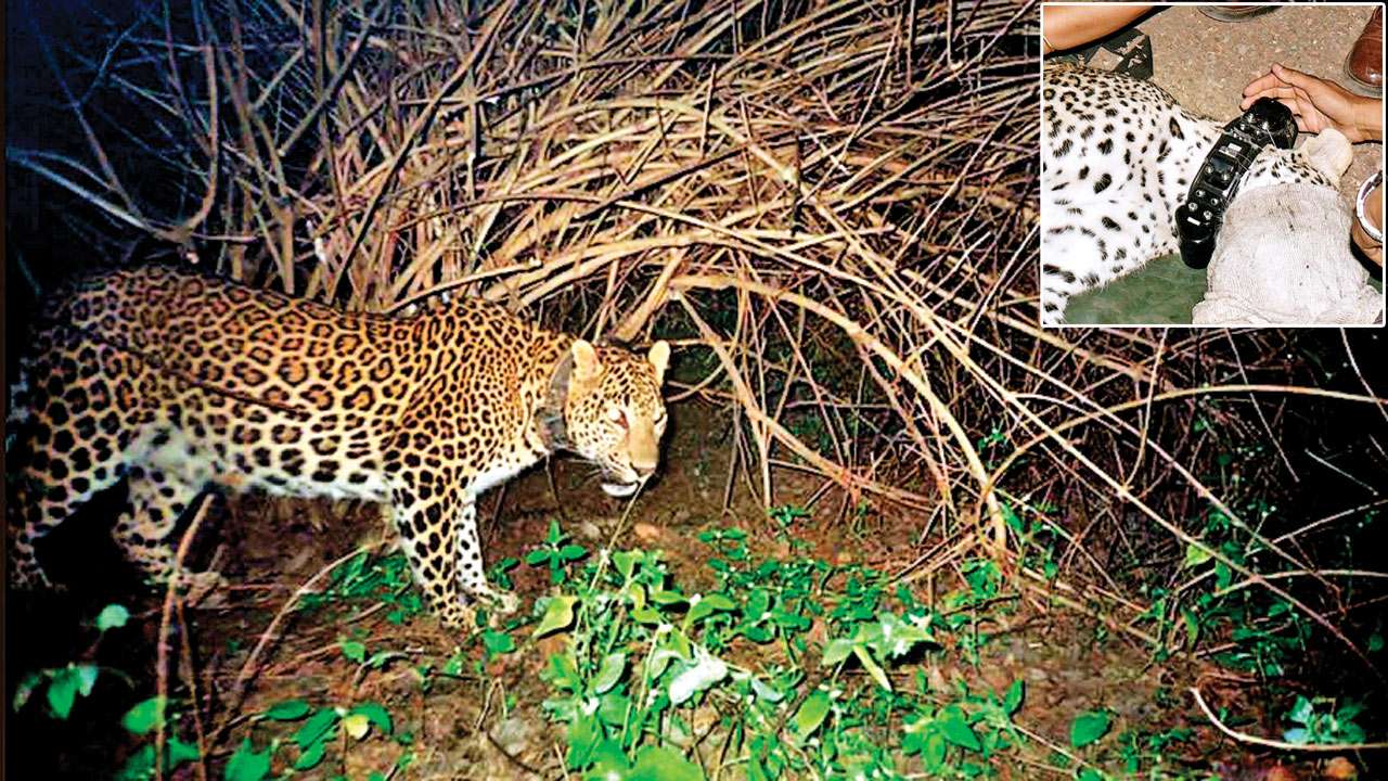 Mumbai: Sanjay Gandhi National Park to radio-collar five leopards for study