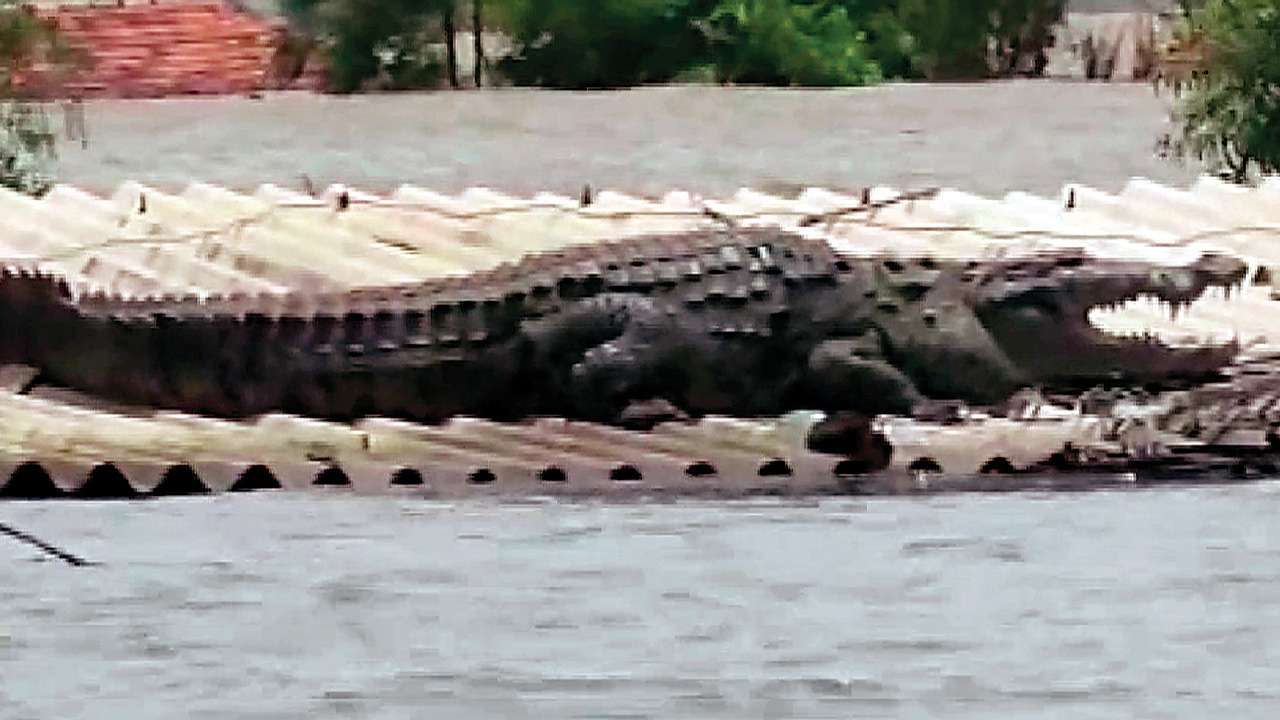 Image result for Crocodile in Karnataka state