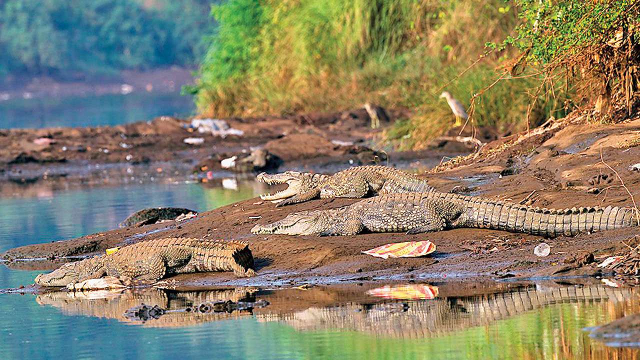 Crocodile escapes cage to wander off, captured