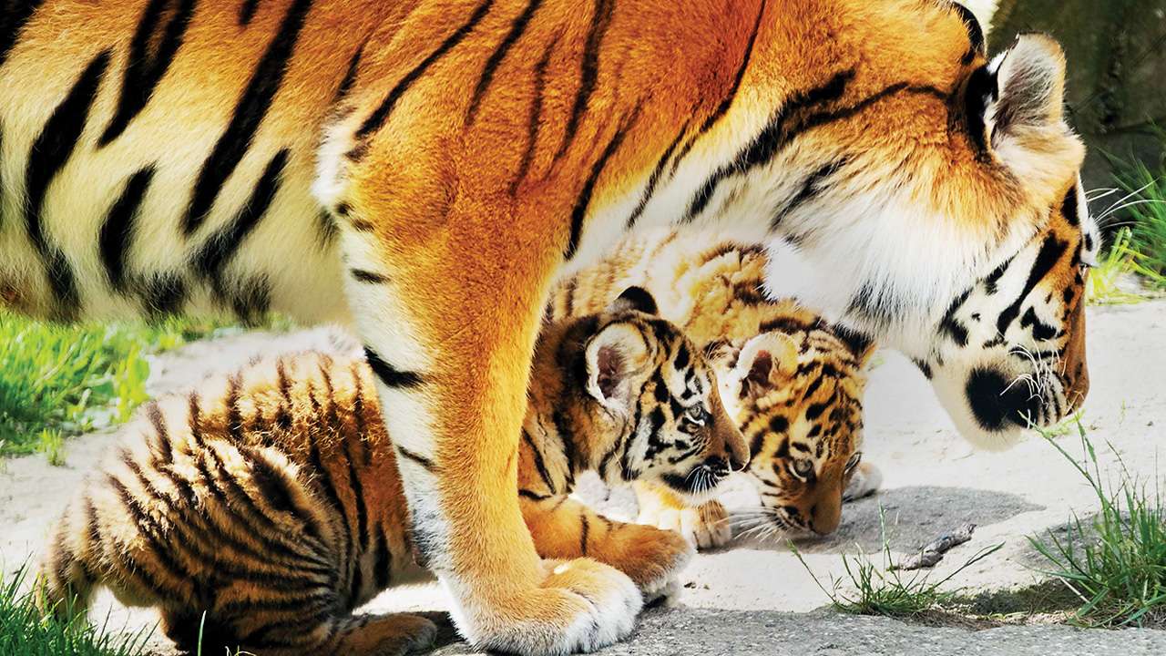 Tigers