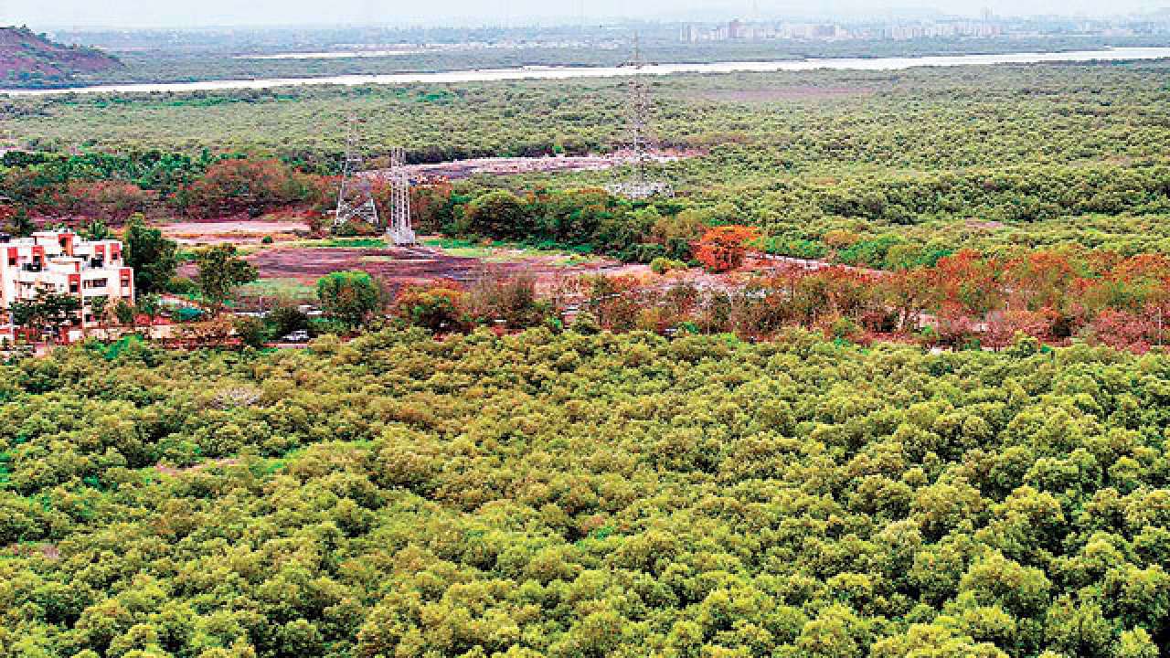 Bombay mangroves