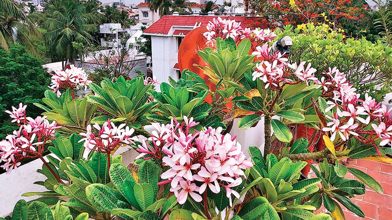 Teres Garden In Marathi Fasci Garden