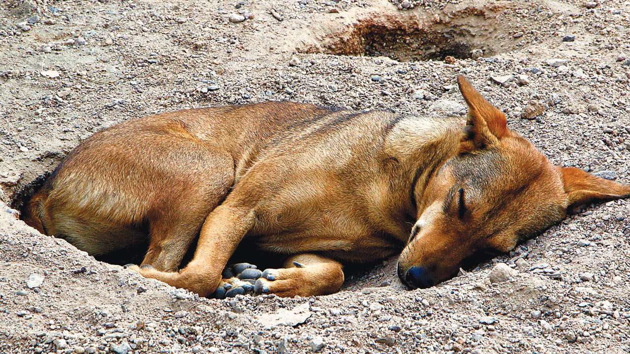 Dog