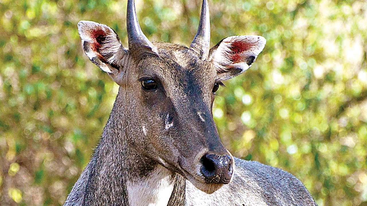 nilgai-shot-buried-alive-in-vaishali-dist-of-bihar