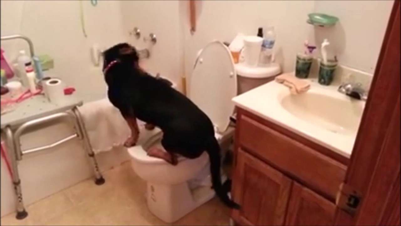 dog uses training potty