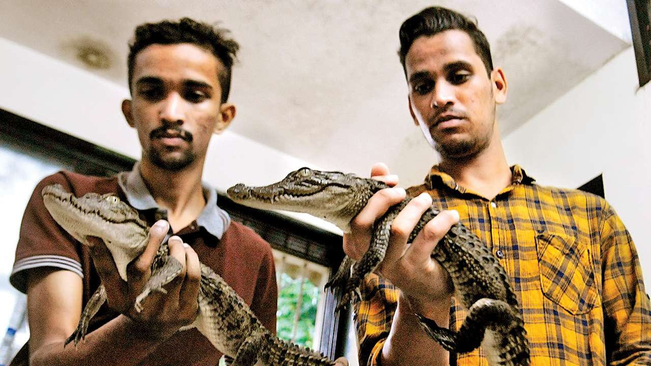 baby crocodiles