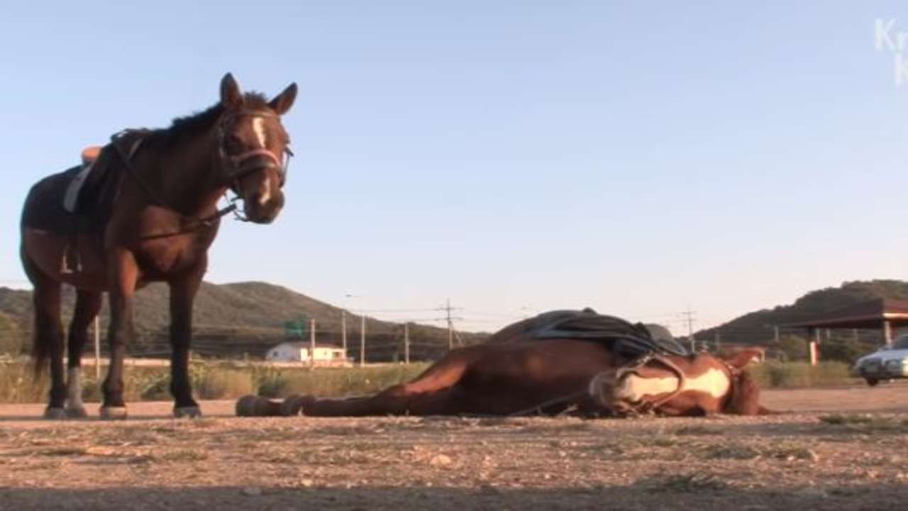 'Oscar winning performance!' This horse plays dead whenever someone