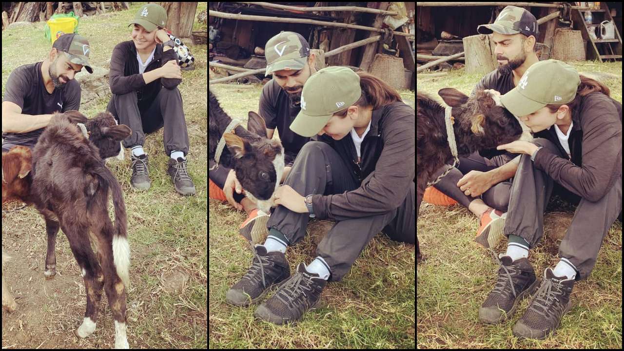 'love recognizes love'! Virat kohli and anushka sharma continue their tryst with animals while holidaying in bhutan