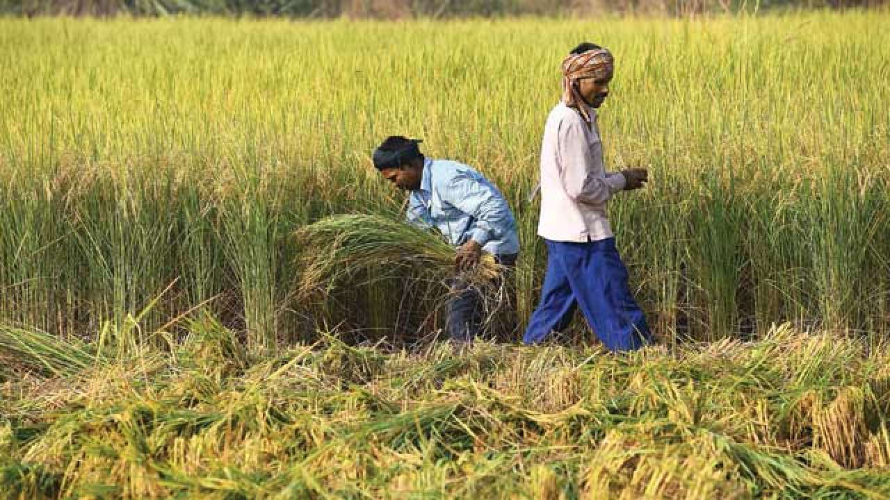 madhya-pradesh-unseasonal-rainfall-hailstorm-damage-crops-in-dewas