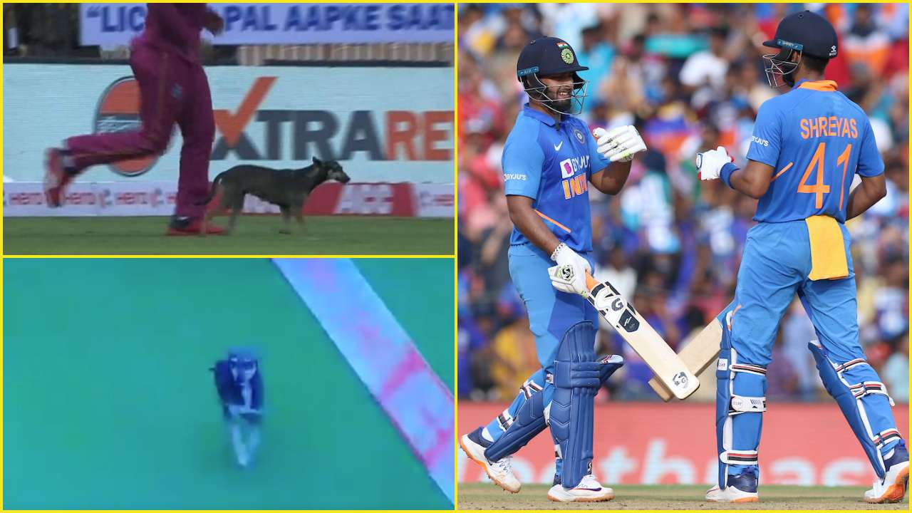 Watch: Dog interrupts play in Chennai during India vs West Indies 1st ODI