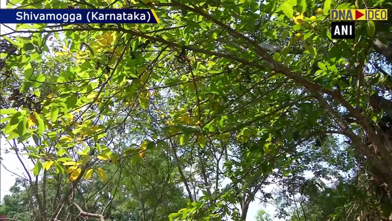 Wasteland Turned Into Medicinal Plant Garden In Shivamogga