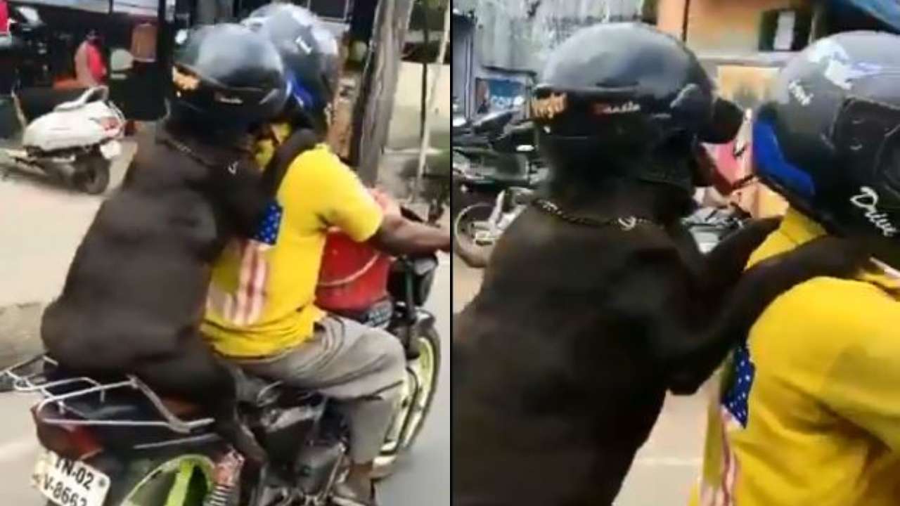 Funny or unsafe? Viral video of dog wearing helmet leaves Netizens ...
