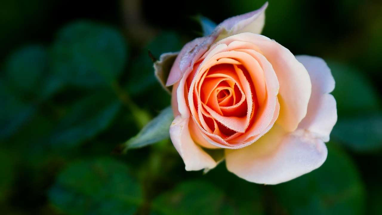 Happy Rose Day 2020: Share these WhatsApp messages, SMS, couplets ...
