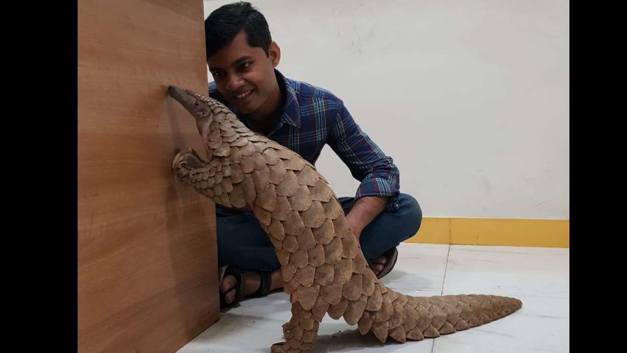 Хроники панголинов википедия. Панголин самка. Хроники панголинов википедия. Хроники панголинов википедия. Яванский панголин.