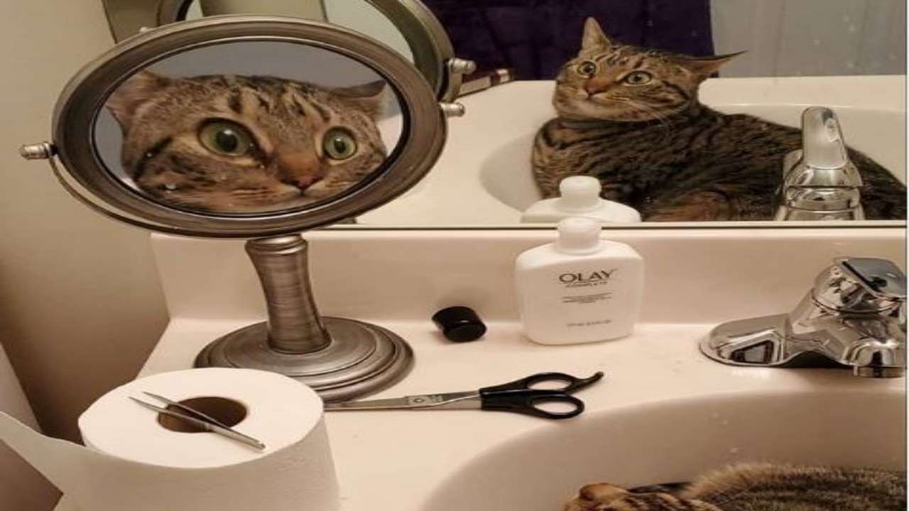 Next Meme In Making This Cat S Reaction On Seeing Mirror Leaves Netizens In Splits
