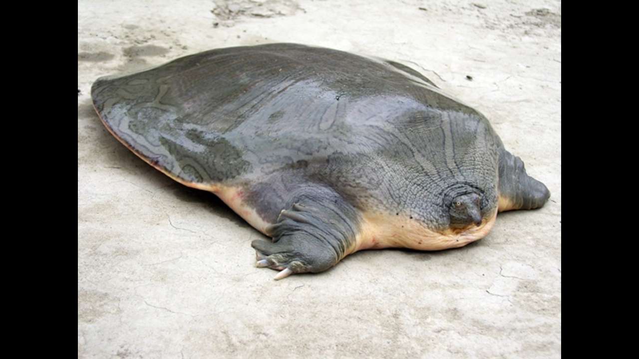 The Ganges softshell turtle (Nilssonia gangetica)