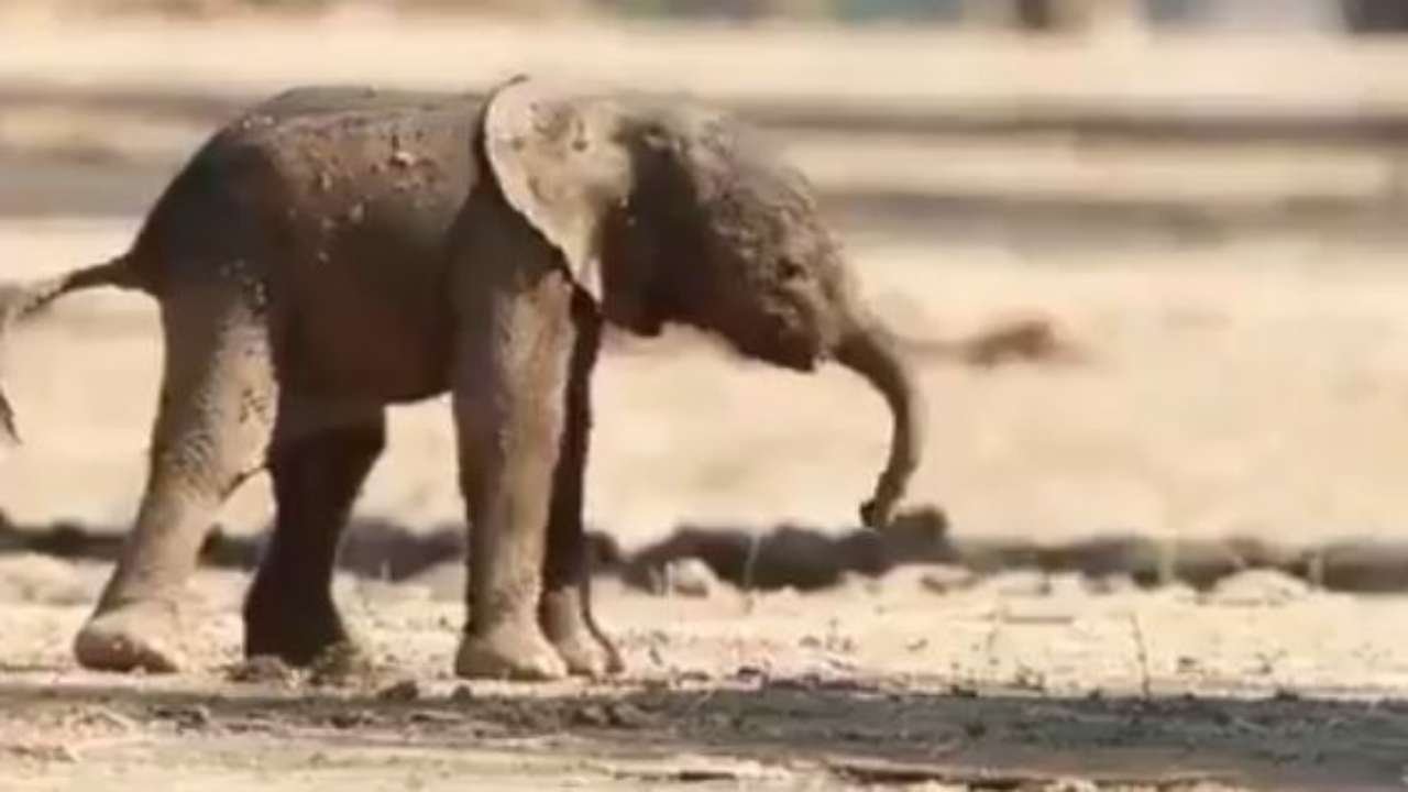 Viral Video Of Baby Elephants First Walk Amuses Netizens