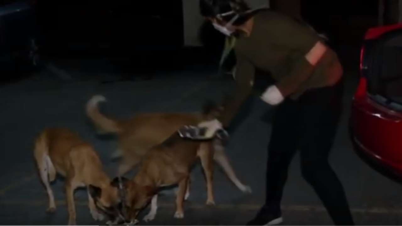 Delhi vet student turns saviour for stray dogs amid lockdown