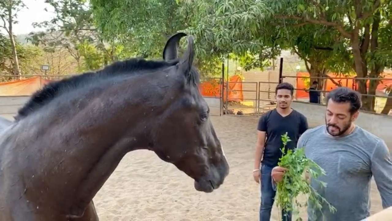 Urmărește: Salman Khan are „micul dejun cu dragoste”, ceea ce face ca internetul să-și dea drumul asupra lor Watch: Salman Khan has 'breakfast with love', making internet gush over them