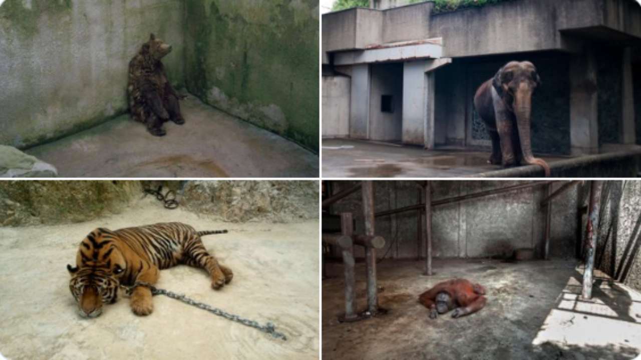 So, you're tired of isolation': These powerful pics show how animals  actually feel in zoo