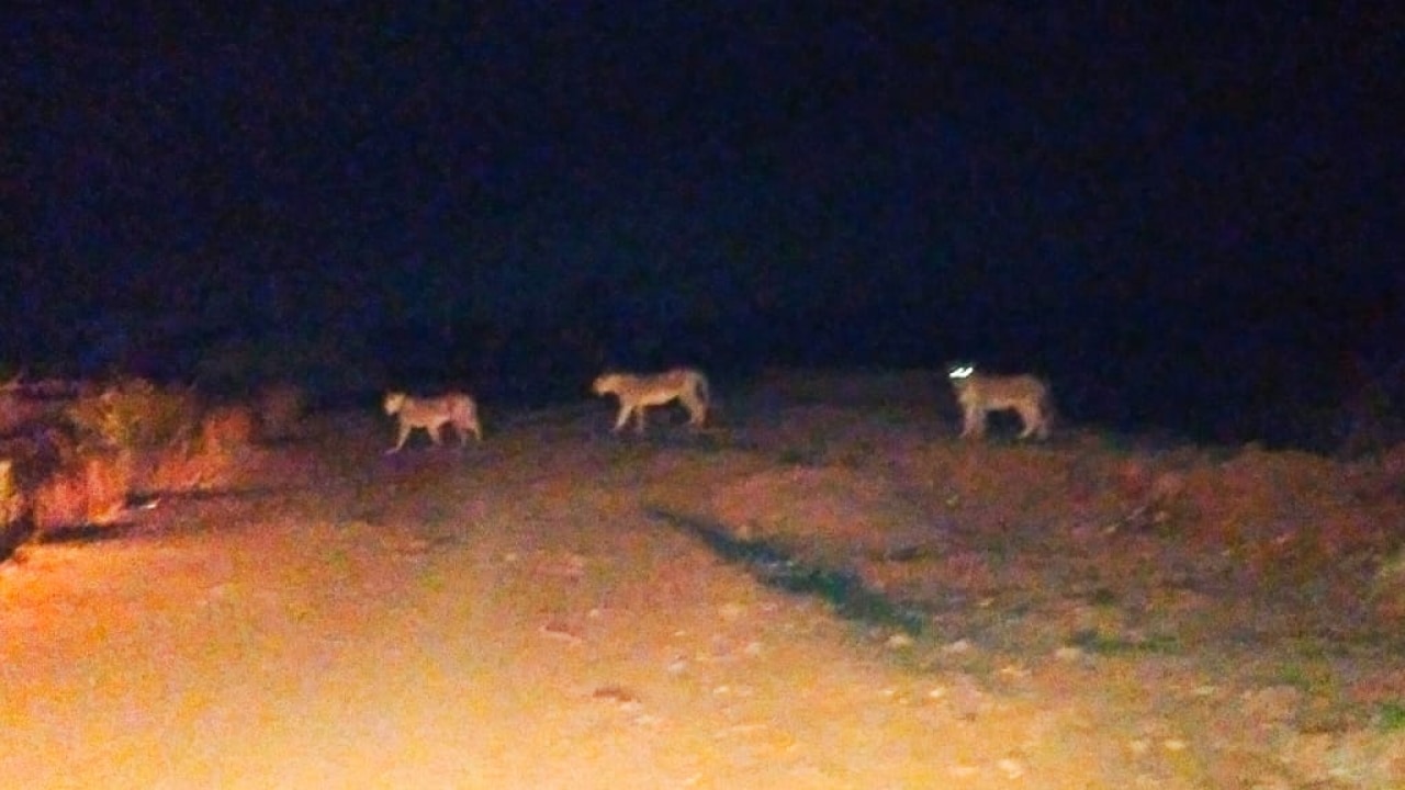 Gir, Gujarat (1)