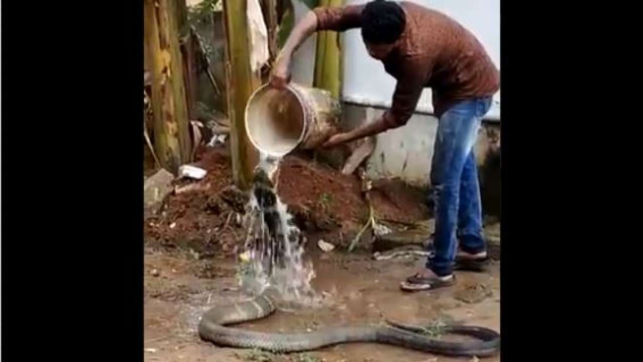 Giving snakes a bath