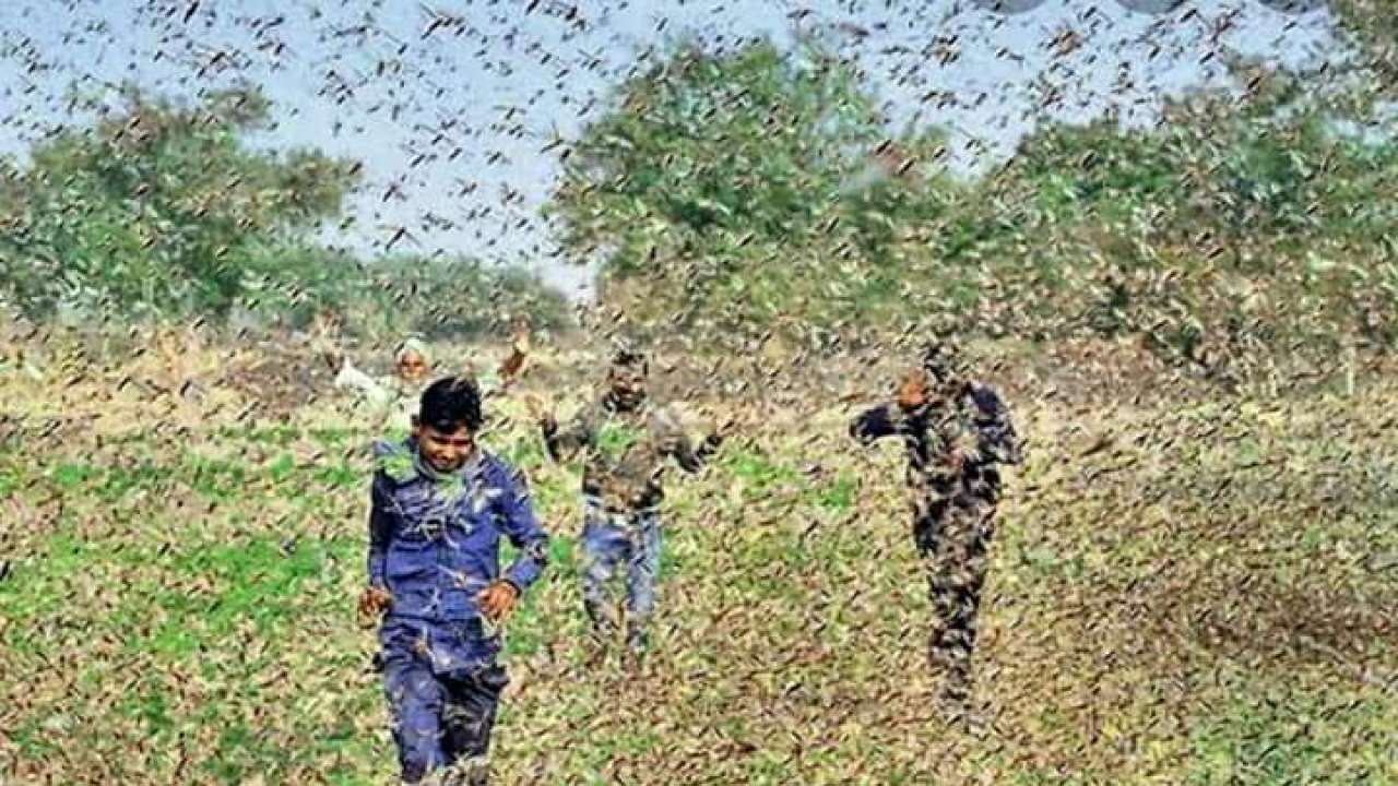 locusts attack 