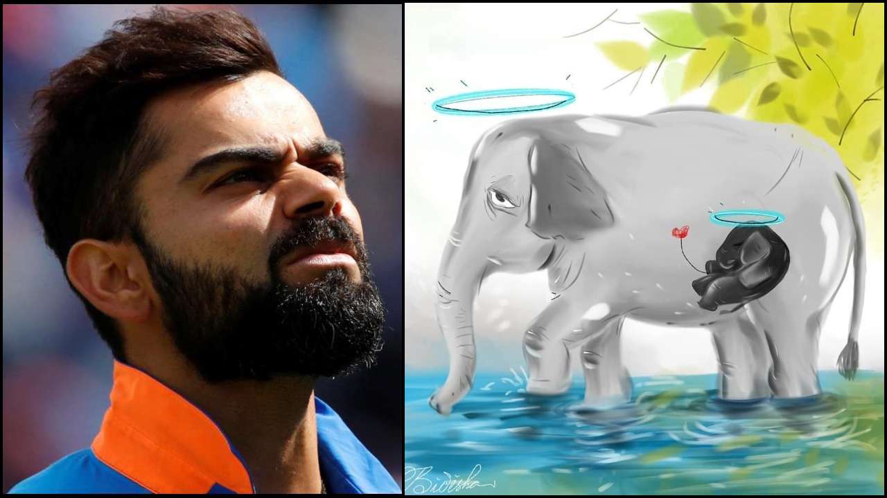 Let's treat our animals with love': Virat Kohli appalled after pregnant  elephant dies in Kerala