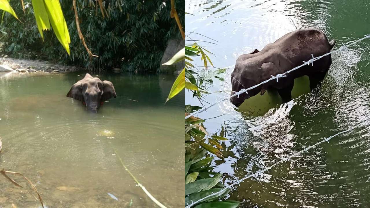Elephant dies after consuming fruit laced with explosives