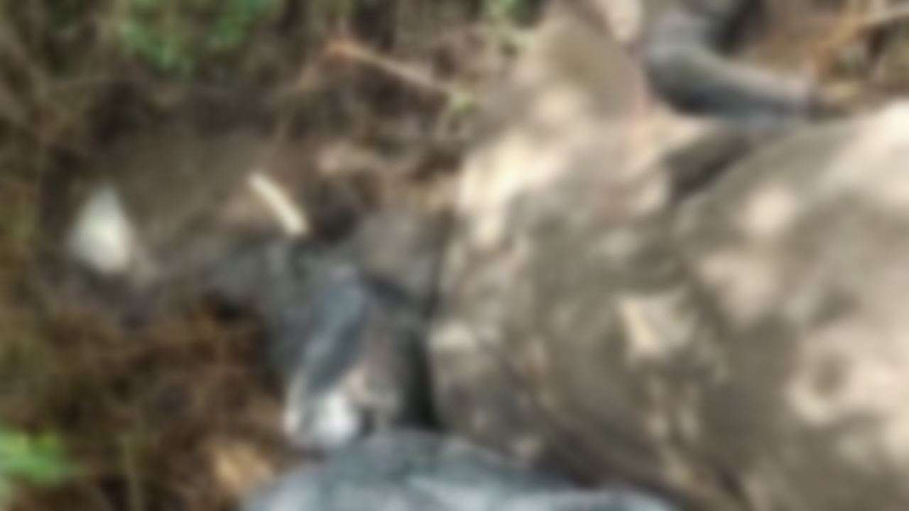 Elephant found dead in Chittoor district