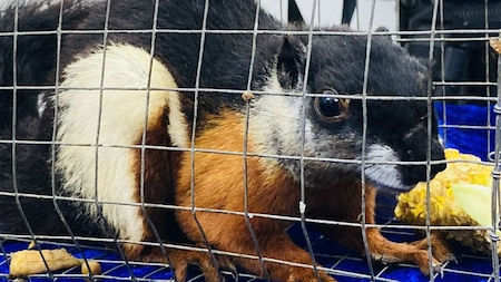 Prevost's Squirrel tricolour among seized animals