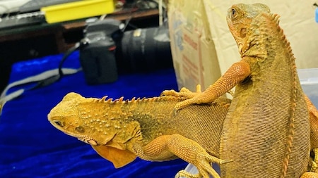Blue, Yellow and Green iguanas seized