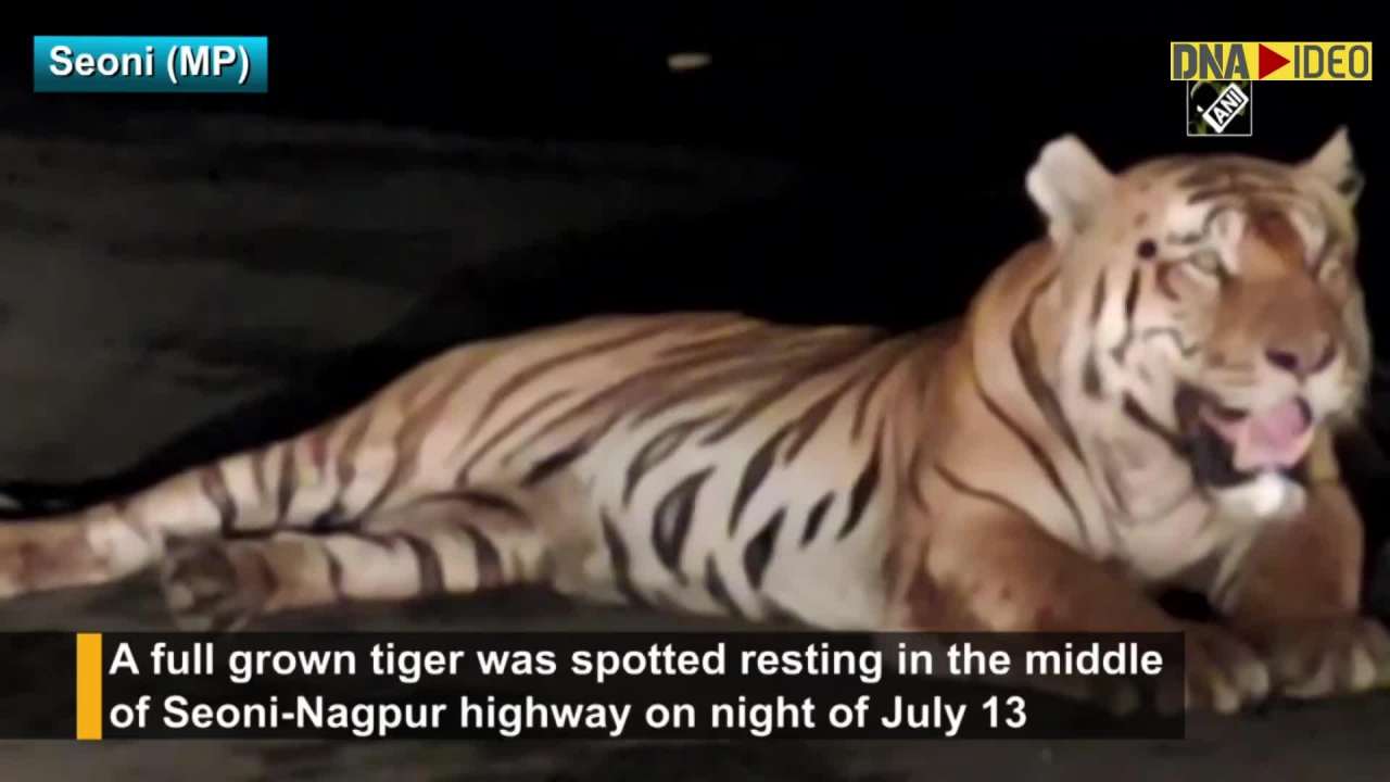 Watch: Vehicles ‘freezed’ After Tiger Rests In Middle Of Highway In Mp