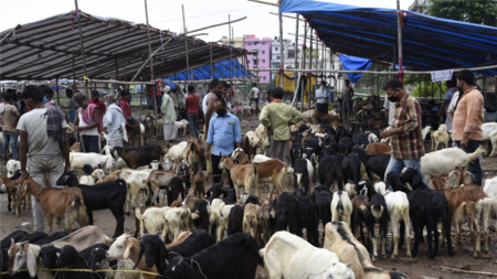 Purchase sacrificial animals online: Maharashtra govt advises Muslims