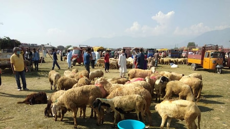Sheep being sold in Srinagar