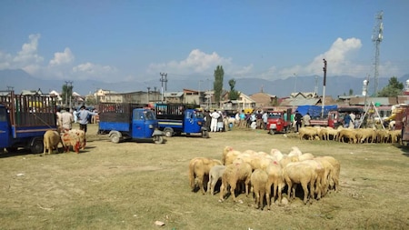 J&K animal traders suffer loss