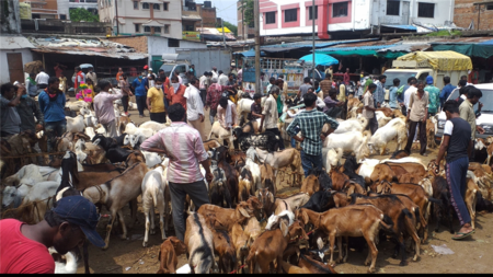 Animals starve at Maharashtra border