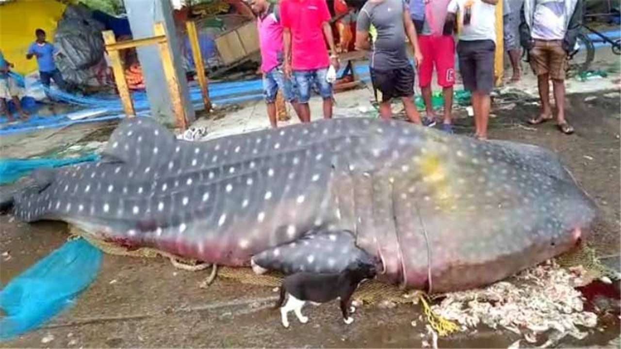 Mumbai Giant Whale Shark Caught At Sassoon Dock In Colaba Probe Ordered